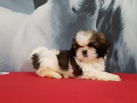 Shih Tzu Bebekleri Yeni Ailesine Gitmeye Hazır