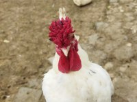 İspenç 5 parmak gül ibik horozlar