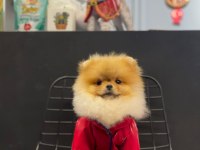 Yavru köpeğimiz pomeranian boo