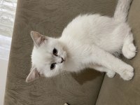British shorthair bluepoint bebeğimiz