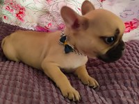 FRENCH BULLDOG FAWN RENGİ DİȘİ