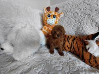 Toy poodle köpeği