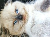 Scottish fold longhair tosunum