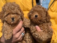 Orjinal toy poodle uyguna