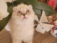 Scottish fold erkek bebek