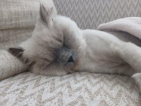 KEDİMİZE ACİL YUVA ARANIYOR