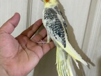 59 GÜNLÜK RENK GÜZELİ KUSURSUZ SULTAN PAPAĞANI BEBEK