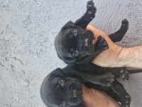 Cane Corso Köpeğimiz