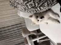 Acil evcil hayvanımı sahiplendiriyorum spitz