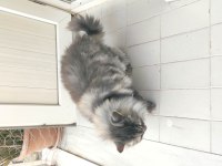2 yaş kısır çipli aşılı british longhair erkek