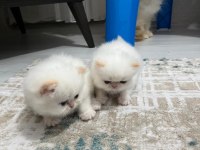Persian Yavru Dişi 1 Aylık