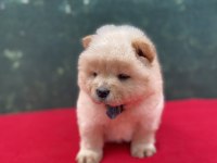Chow chow yavrularımız yeni ailesini bekliyor