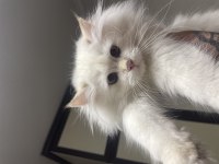 2.5 Aylık British Longhair Yavrusu