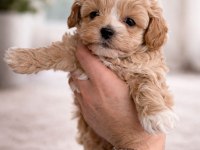 F1 Maltipoo toy boy yavrular