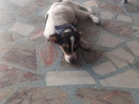 Görüşülür jack russell