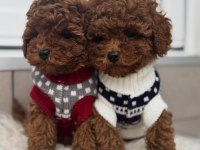 Toy Poodle Yavruları 
