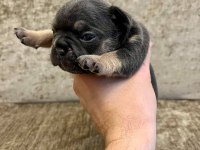 French bulldog yavrularımız