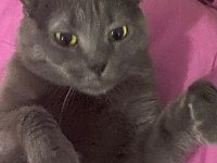 ücretsiz scottish fold kızımız