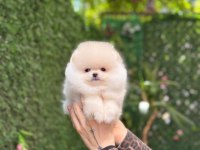 Show Kalite Pomeranian Boo Yavrularımız