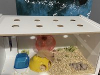Golden Hamster 10 tane yavru sahiplendirilecek