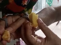 FULL EVCİL 2 ADET GÖKKUŞAĞI LORİ PAPAĞANI