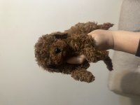 Dişi Kore Toy Poodle