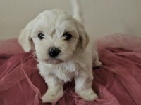Maltese terrier yavru köpeklerimiz