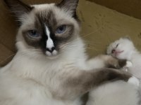 4 yaşında dişi ragdoll