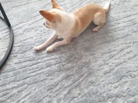 Teacup Chihuahua