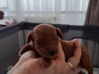 Evde Büyüyen Poodle Kalitesinde Maltipoo Bebekler