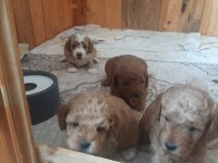 F3 Maltipoo Yavrular
