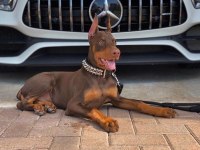KIZIL VE İZABEL ÇİVİ ESTETİKLİ DOBERMAN YAVRULAR