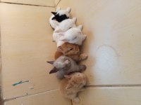 Yavru Renk Tavşan Cüceleri