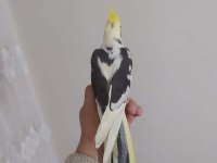 Sultan papağanımız full evcil