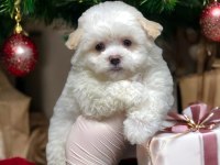 Teacup maltipoo son dişi yavrumuz