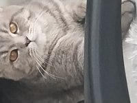 British shorthair mükemmel renk Marsımız ücretsiz