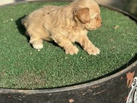 A kalite sıfır numara maltipoo yavrumuz