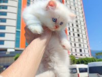 İran persian Erkek yavrumuz