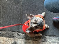 BLUE MERLE FRENCH BULLDOG