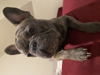Çiftleşme için french bulldog