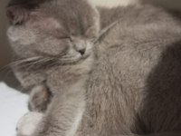 Scottish fold 8 aylık