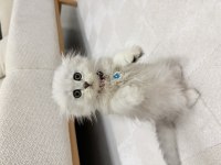 2 aylık scottish longhair kedimiz yuva arıyor