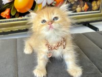 Kaliteli British Longhair Bebekler