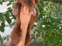 8 aylık erkek 20 cm kore poodle