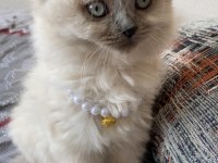 Blue point longhair kızımız