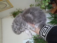 Scottish fold erkek kedimiz
