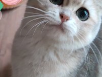 Safkan British Shorthair