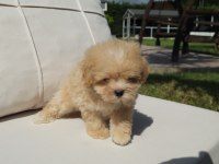 TEA CUP MALTİPOO YAVRULARİ İSTANBUL