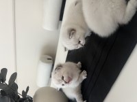 Şecereli blue point british shorthair yavrular