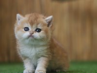 Safkan British Shorthair Golden NY12